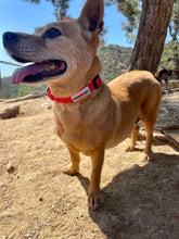 Load image into Gallery viewer, Reflective Martingale Collar with Quick Release Buckle