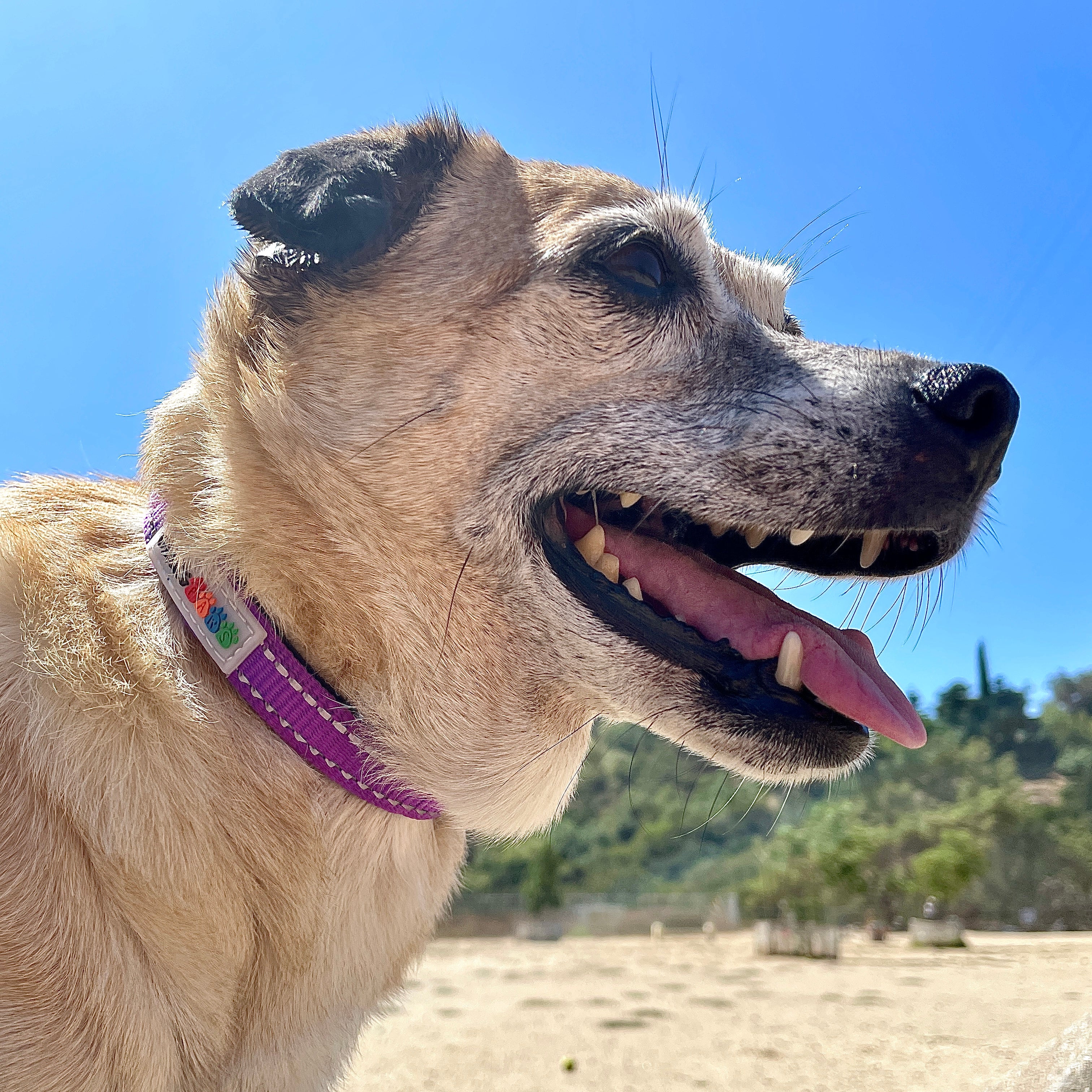 Reflective Padded Nylon Dog Collar