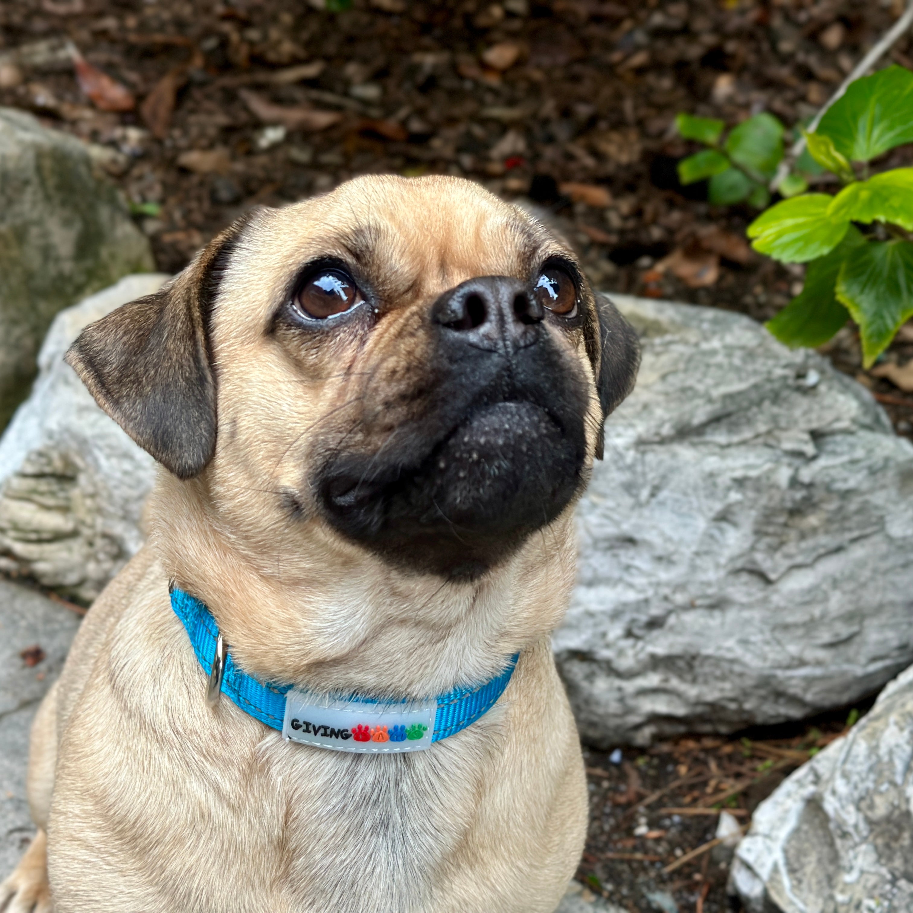 Reflective Padded Nylon Dog Collar