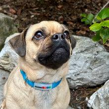 Load image into Gallery viewer, Reflective Padded Nylon Dog Collar