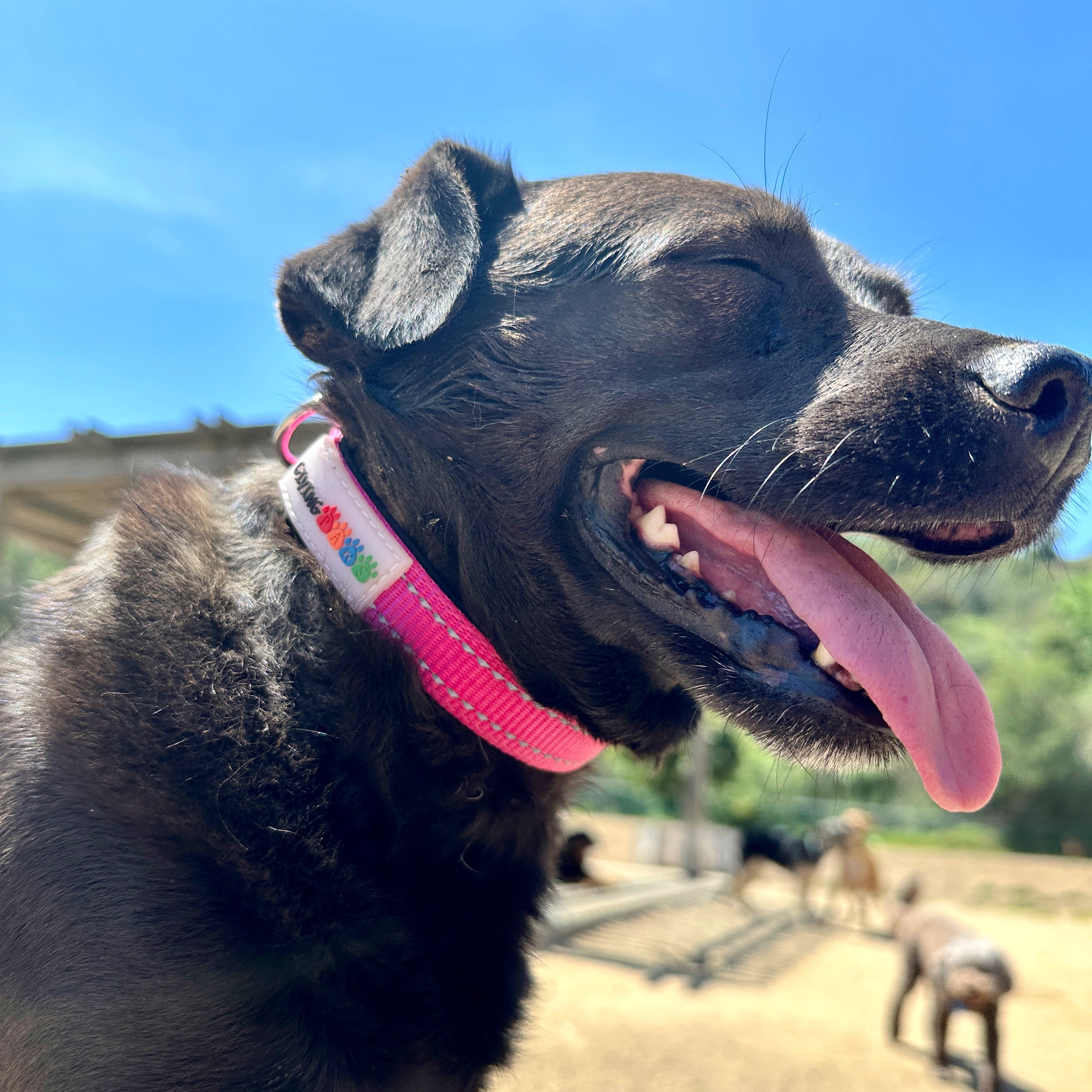 Reflective Padded Nylon Dog Collar