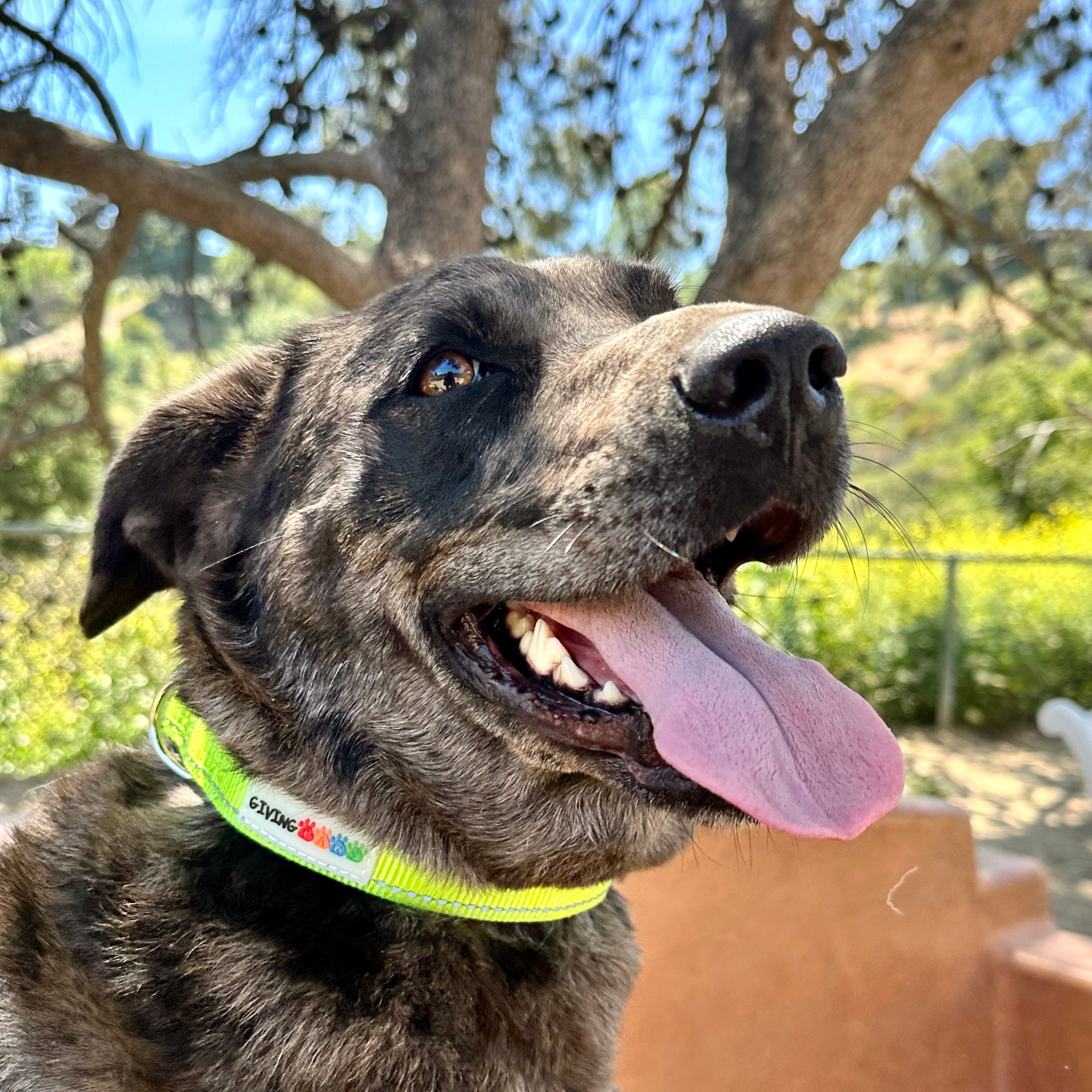 Reflective Padded Nylon Dog Collar