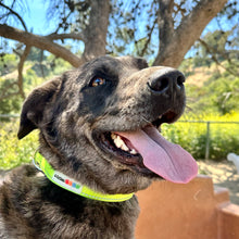 Load image into Gallery viewer, Reflective Padded Nylon Dog Collar