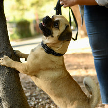 Load image into Gallery viewer, Reflective Padded Nylon Dog Collar