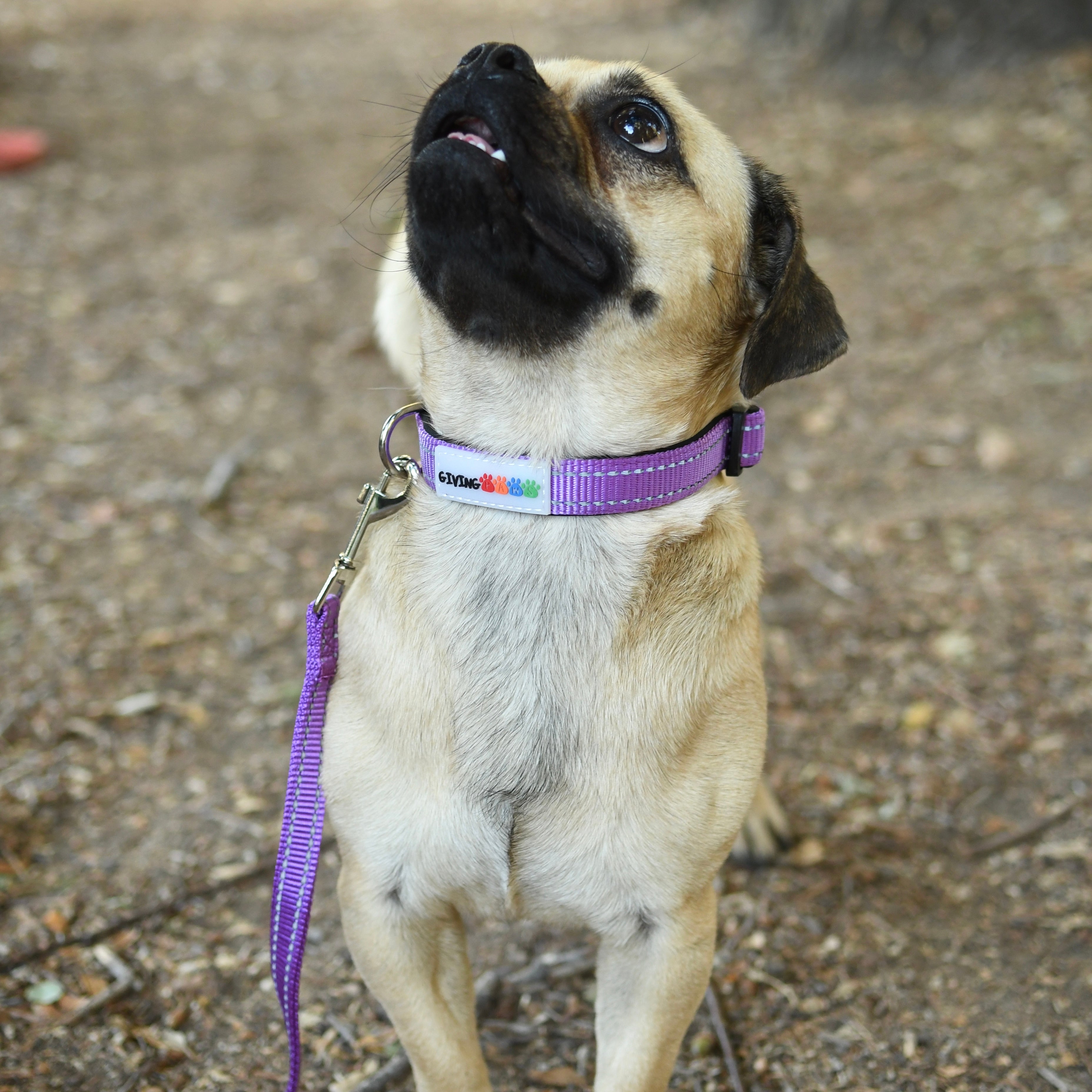 Reflective Padded Nylon Dog Collar