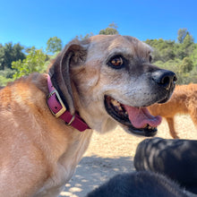 Load image into Gallery viewer, Vintage Vegan Leather Collars