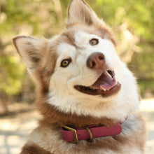 Load image into Gallery viewer, Vintage Vegan Leather Collars