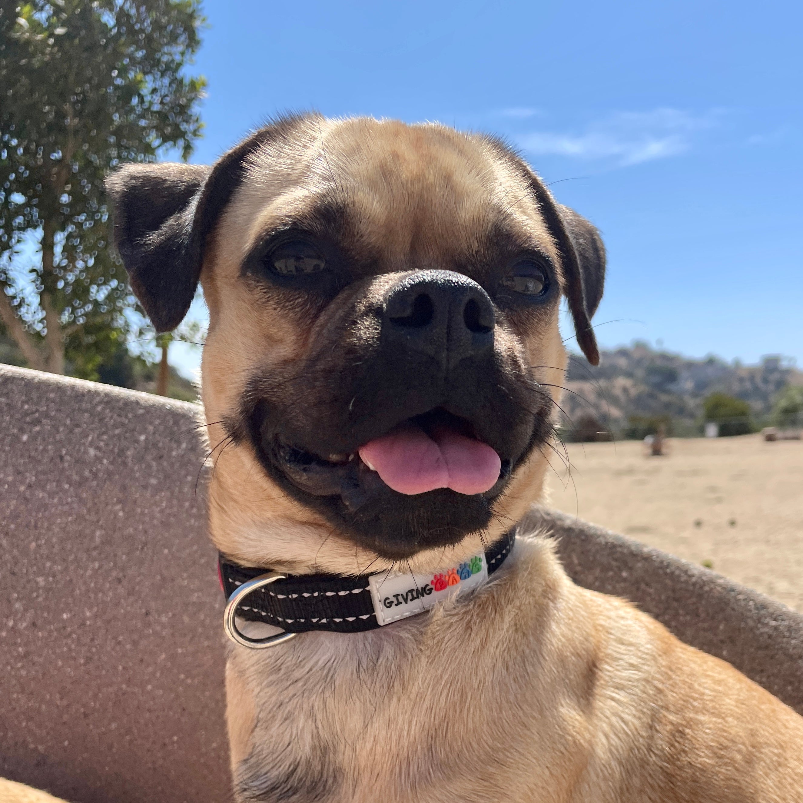 Reflective Padded Nylon Dog Collar