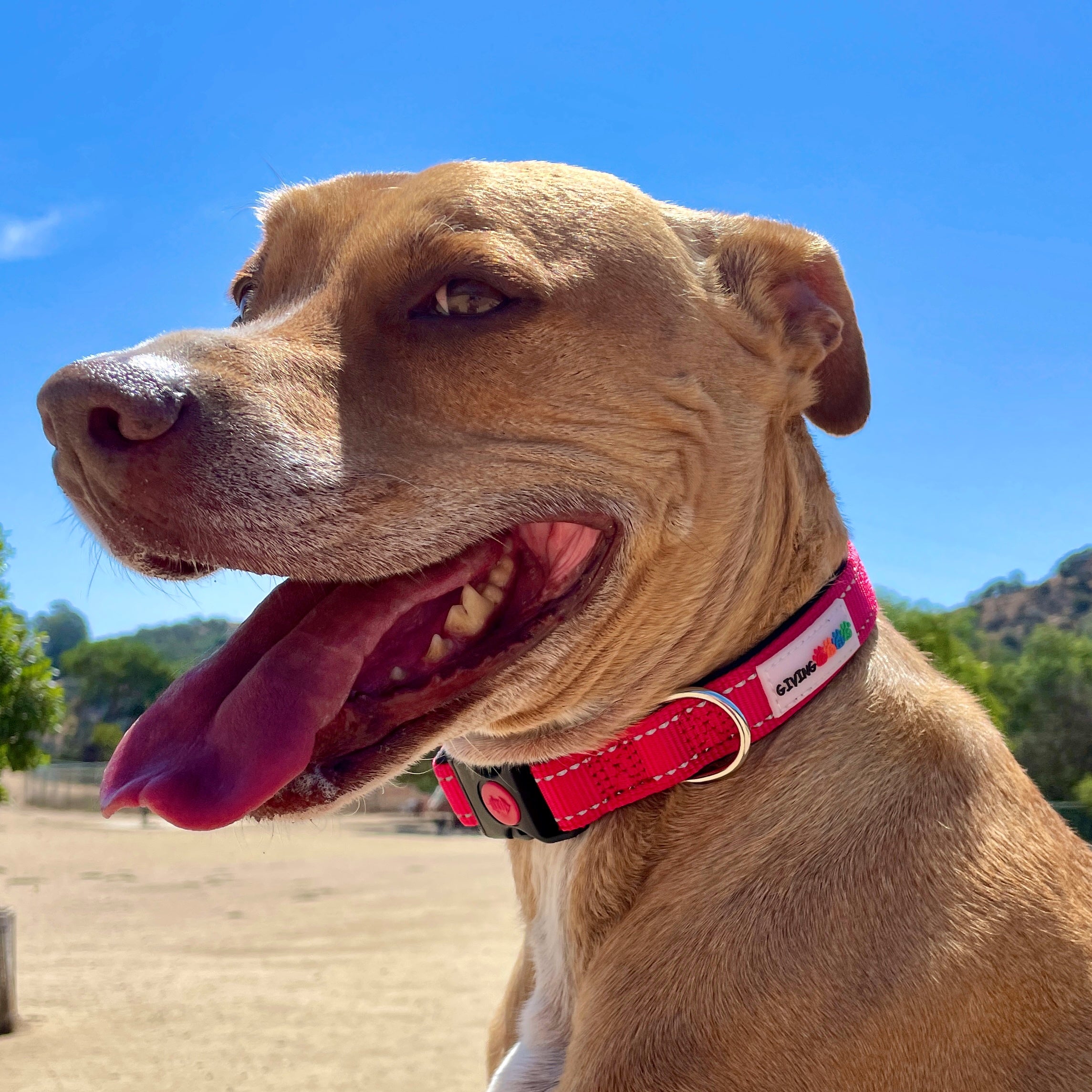 Reflective Padded Nylon Dog Collar