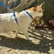 Load image into Gallery viewer, Polka Dot Cat Harness and Leash Set (3/8")