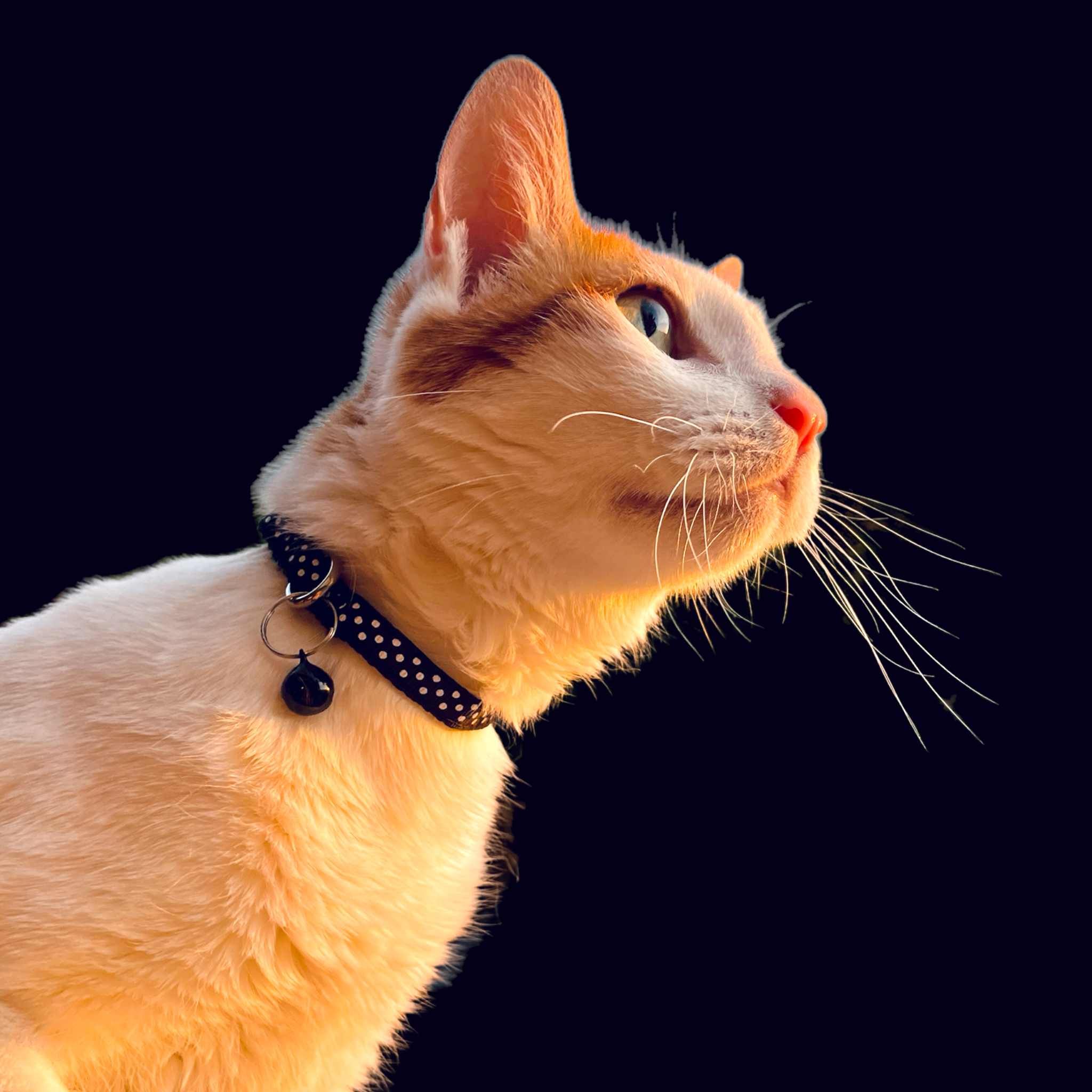 Polka Dot Cat Collar (3/8