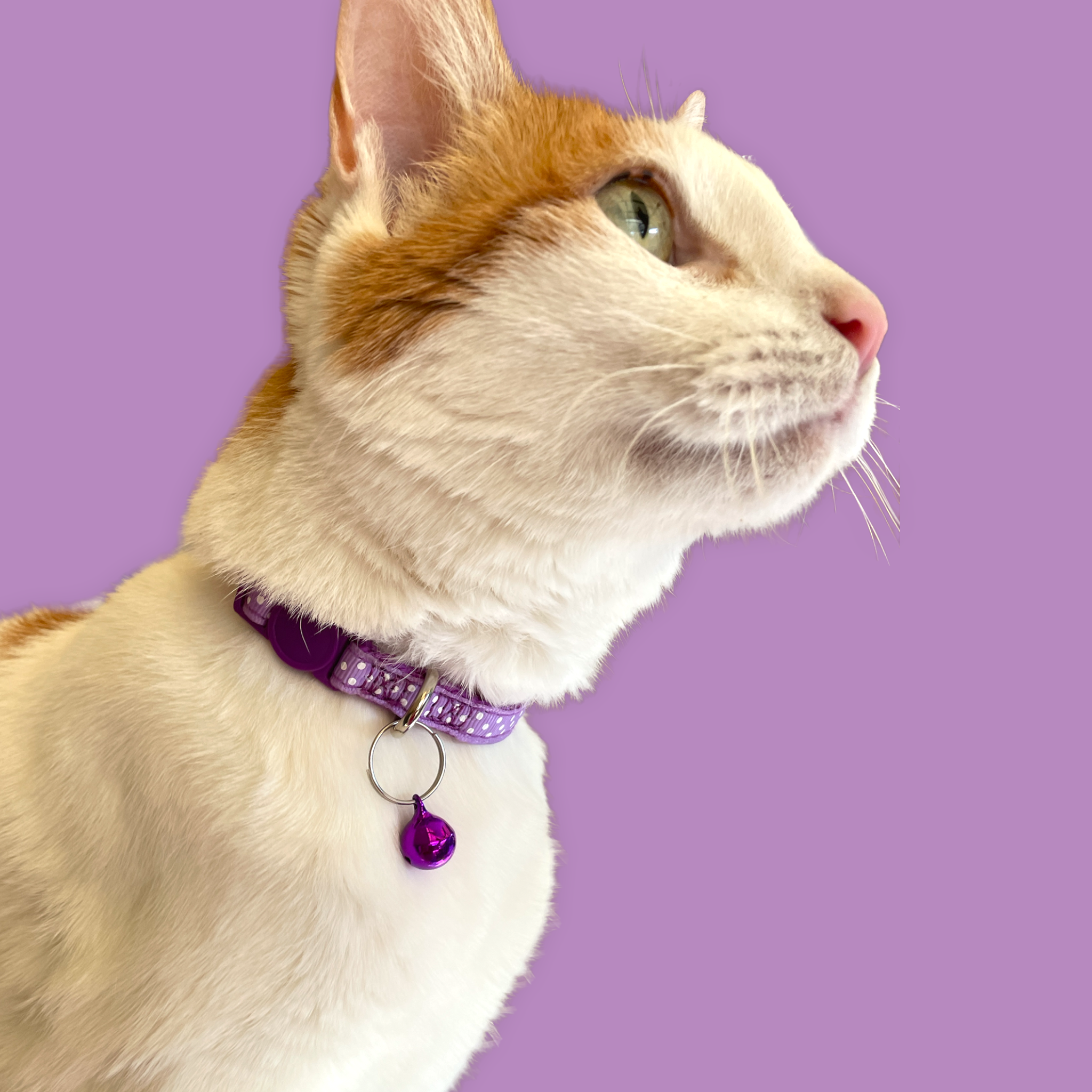 Polka Dot Cat Collar (3/8