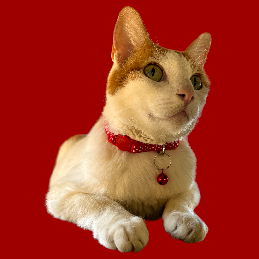 Polka Dot Cat Collar (3/8