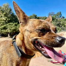 Load image into Gallery viewer, Vintage Vegan Leather Collars