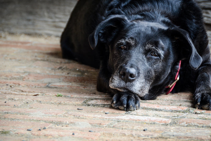 Why You Should Adopt An Older Dog