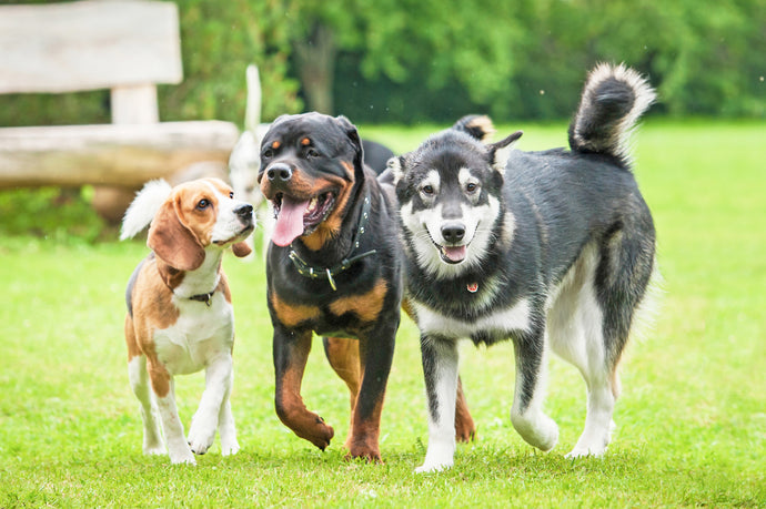 What Dog Should I Get? Factors for Choosing the Best Dog for You and Your Home
