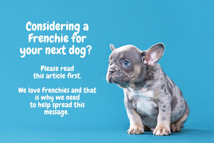 Considering a Frenchie for Your Next Dog? Let’s Dive a Little Deeper Into the French Bulldog Frenzy.