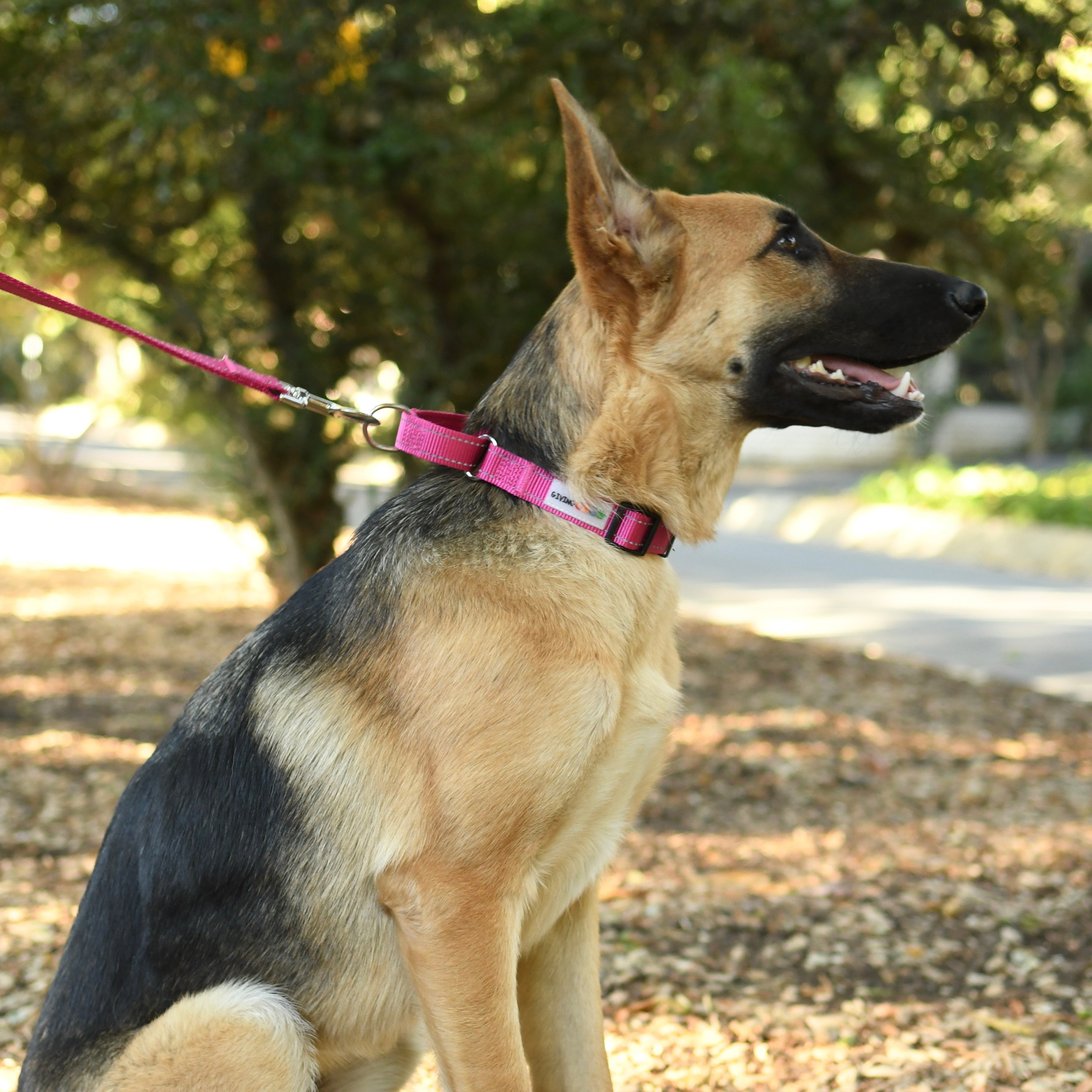 Reflective Martingale Collar with Quick Release Buckle