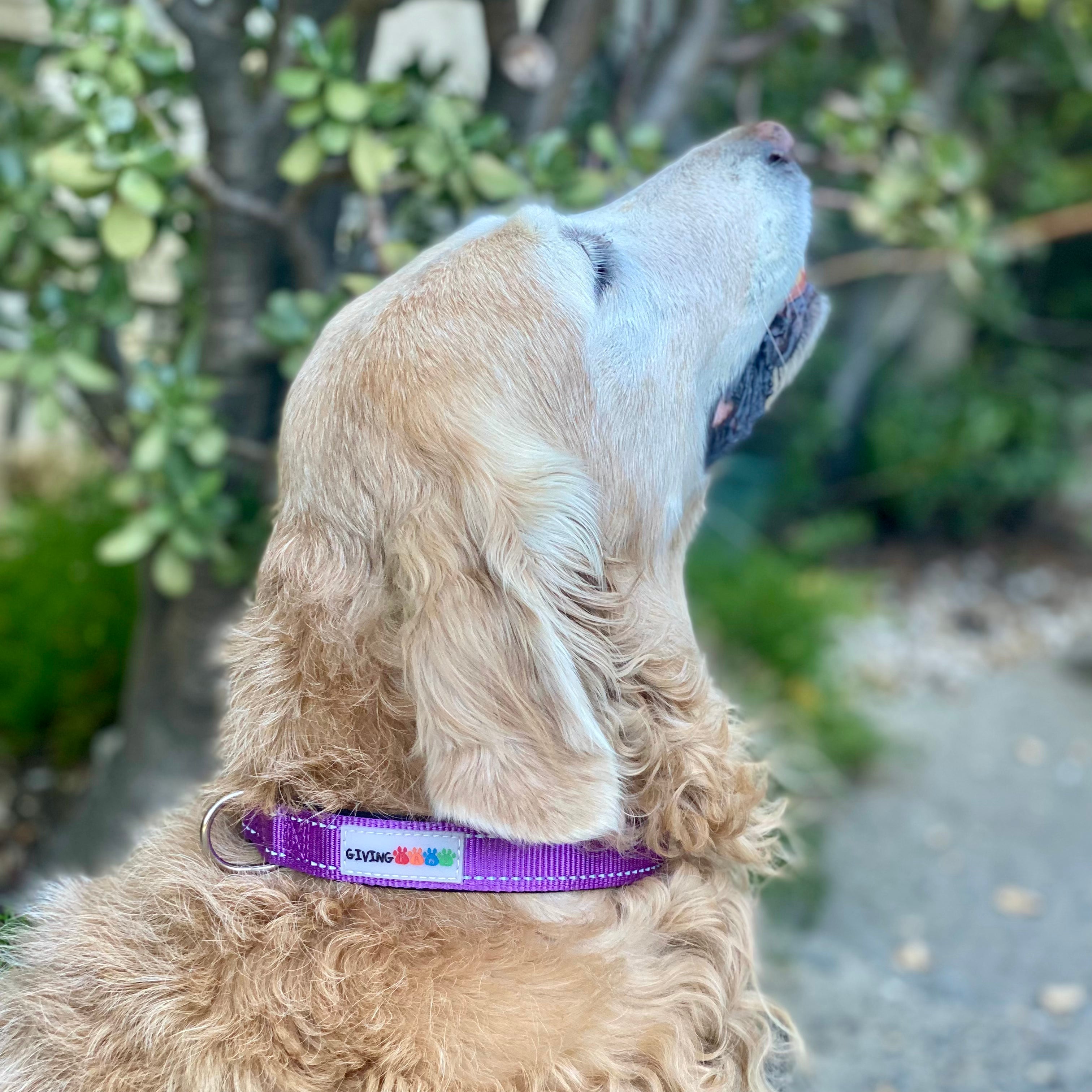 Reflective Padded Nylon Dog Collar