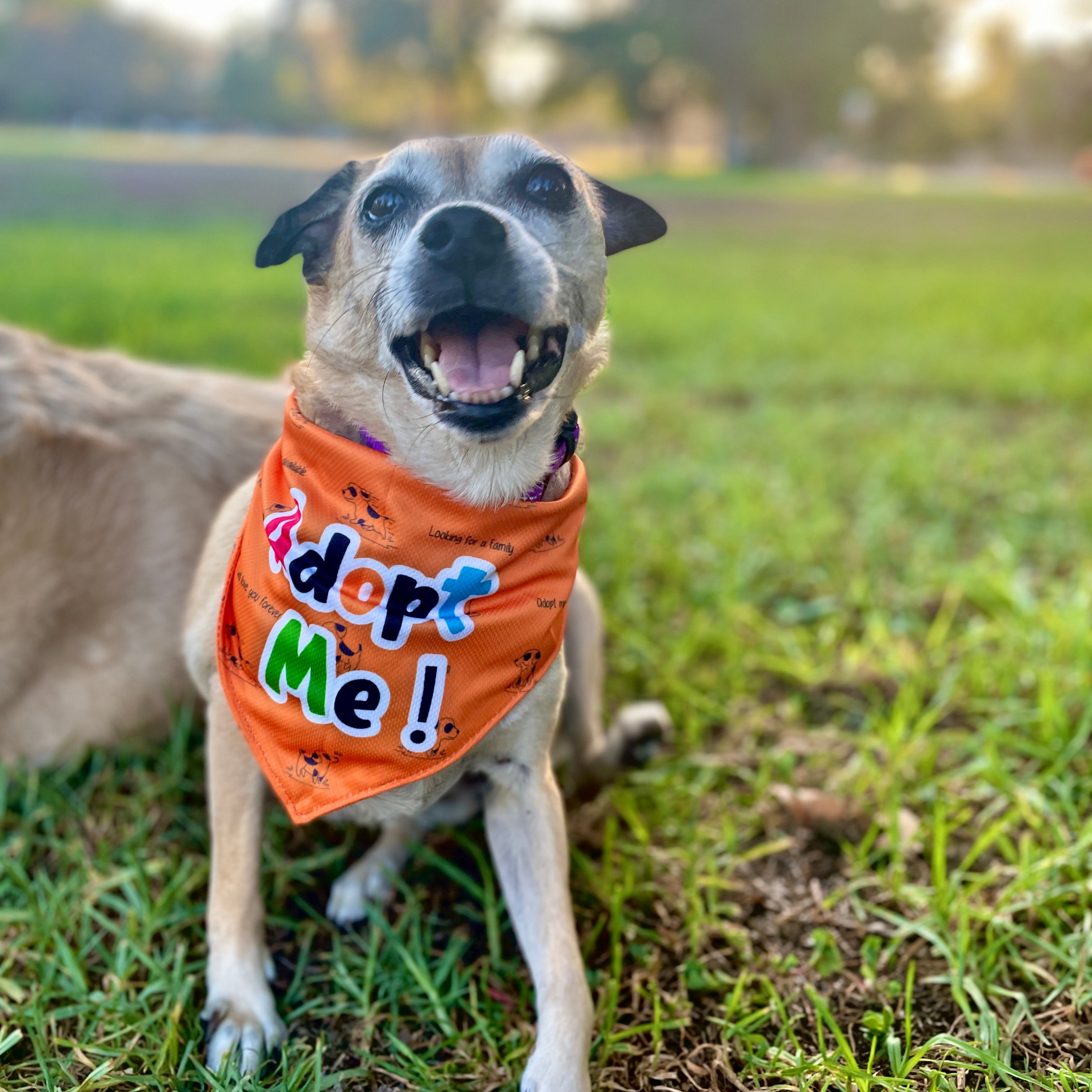 Emotional Support Dog JXGZSO Piece I'm A Foster/Shelter/Rescue